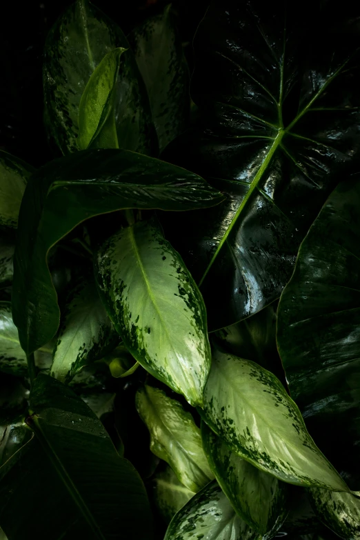 there are several plants with green leaves on this table