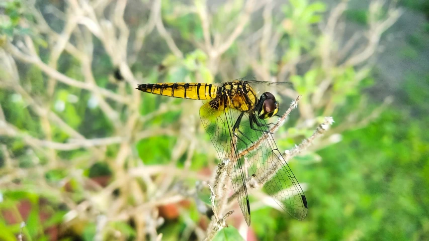 a yellow and black dragon fly in the air