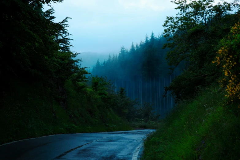 a road that has trees and fog on it