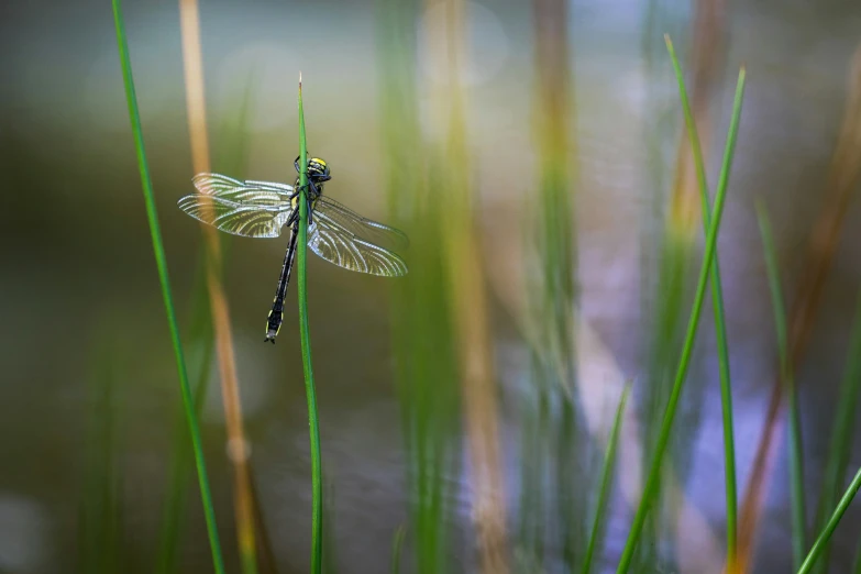 a dragon flys along a stalk in the wild