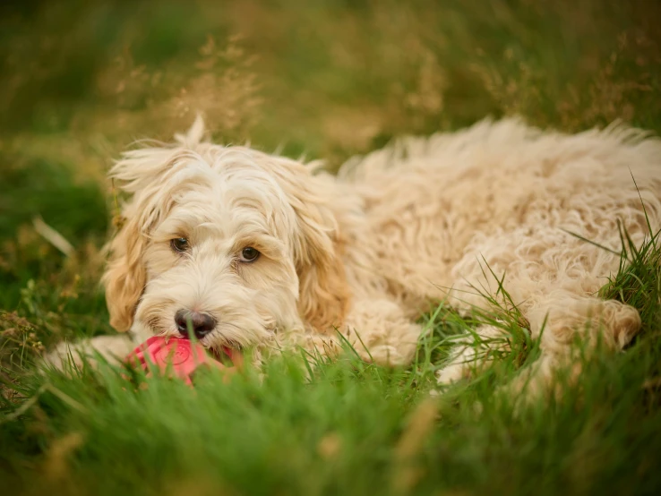 a dog lying in a field with its tongue out and playing with a toy