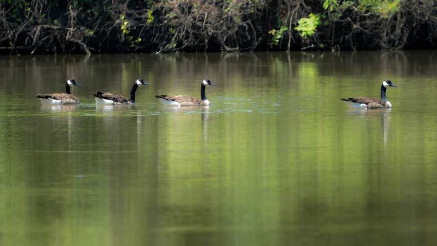 several geese swim through the calm water