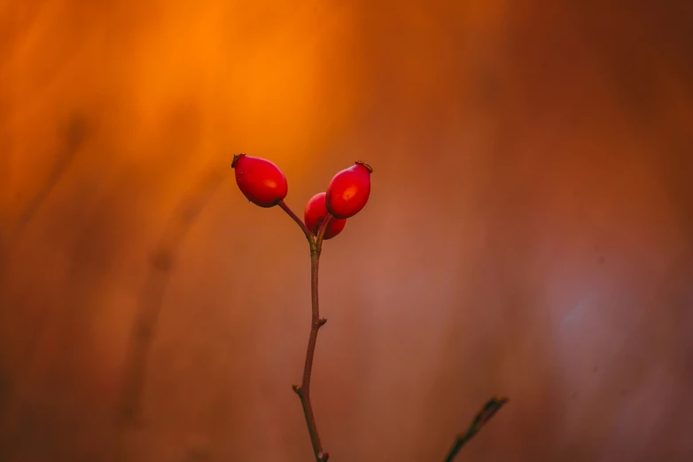 the leaves and stems are red against the wall