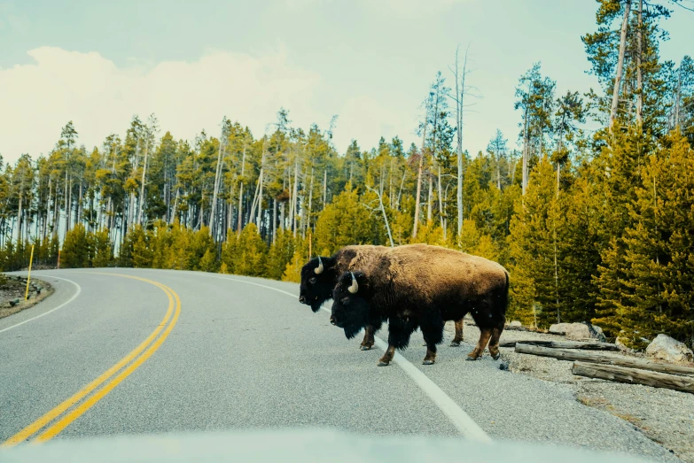 a large buffalo crossing the road at the entrance to a forest