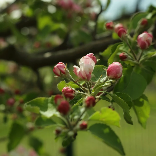 flowering nch with pink flowers and green leaves