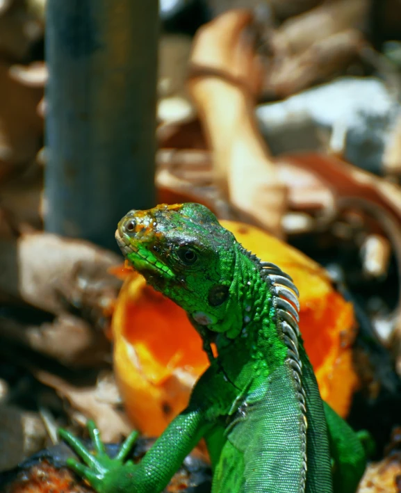 green lizard next to burnt fruit inside a garden