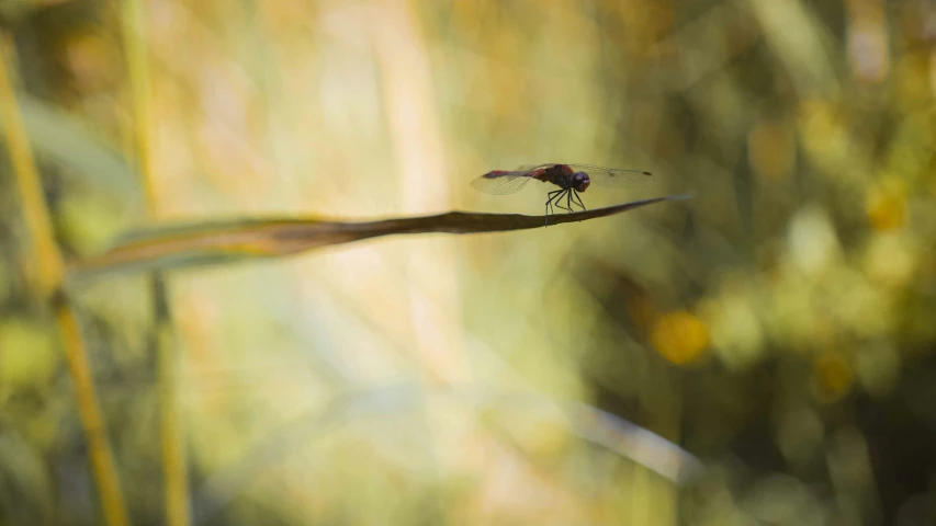 the dragon fly is resting on top of a stalk of grass