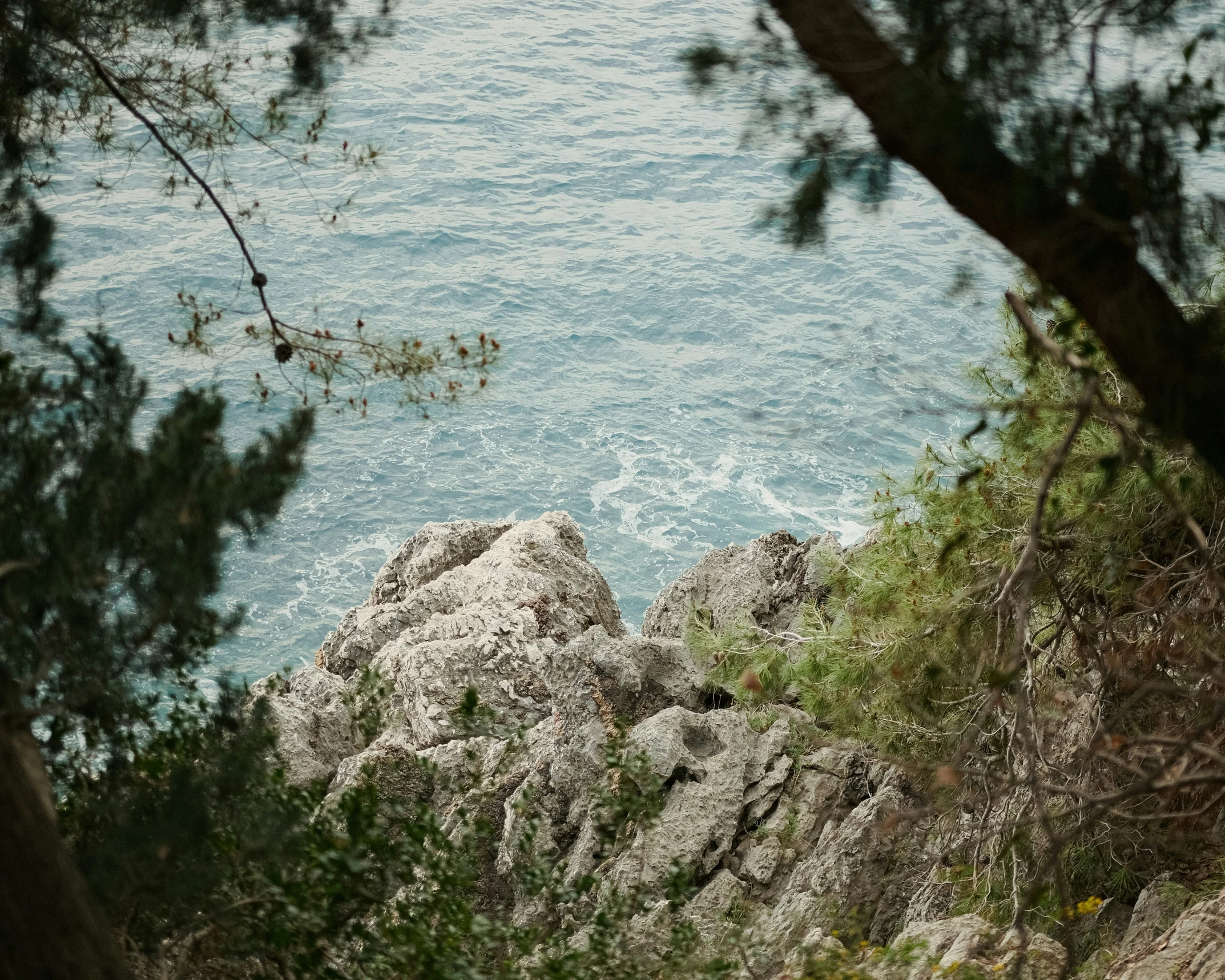 the tree is on the side of the rocks by the water