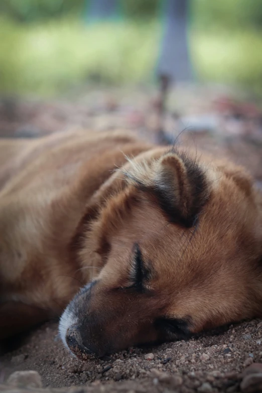 a close - up image of a dog laying down on the ground