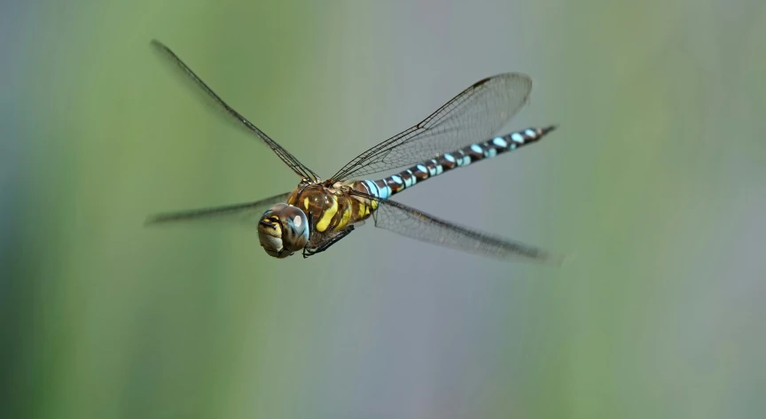 a close up of a dragonfly with yellow and blue stripes on its wings