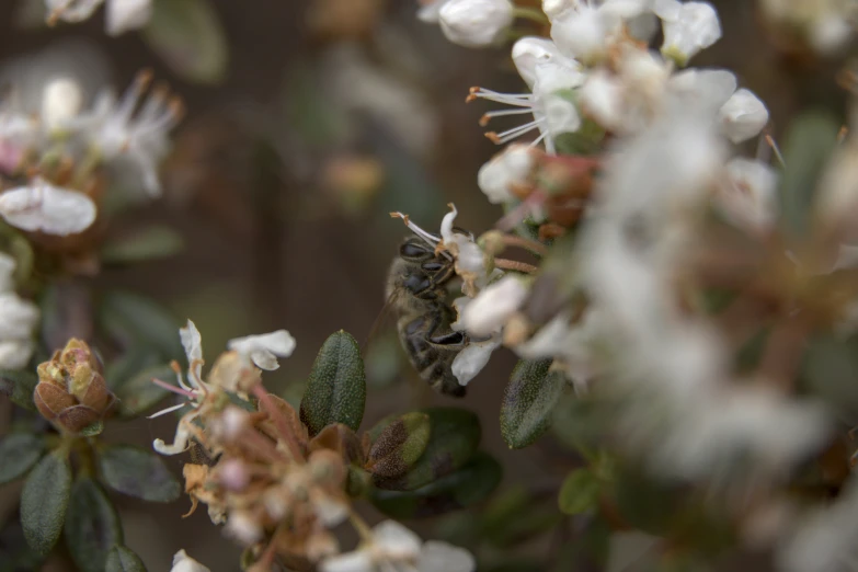 a small bee is on a plant in the field