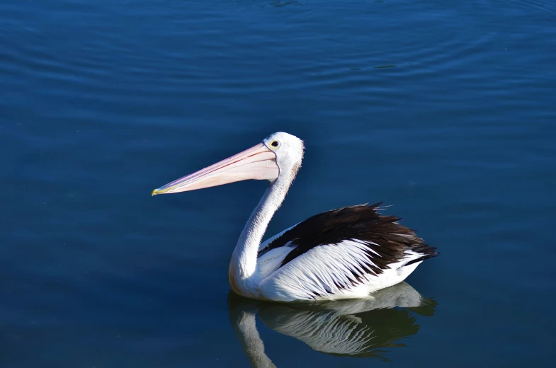 the large black and white bird is swimming in the water