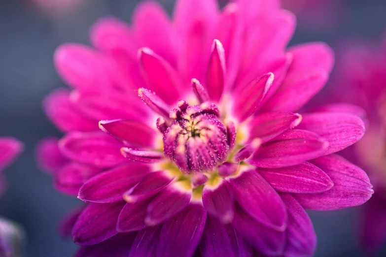 the flower is pink and has very thin petals