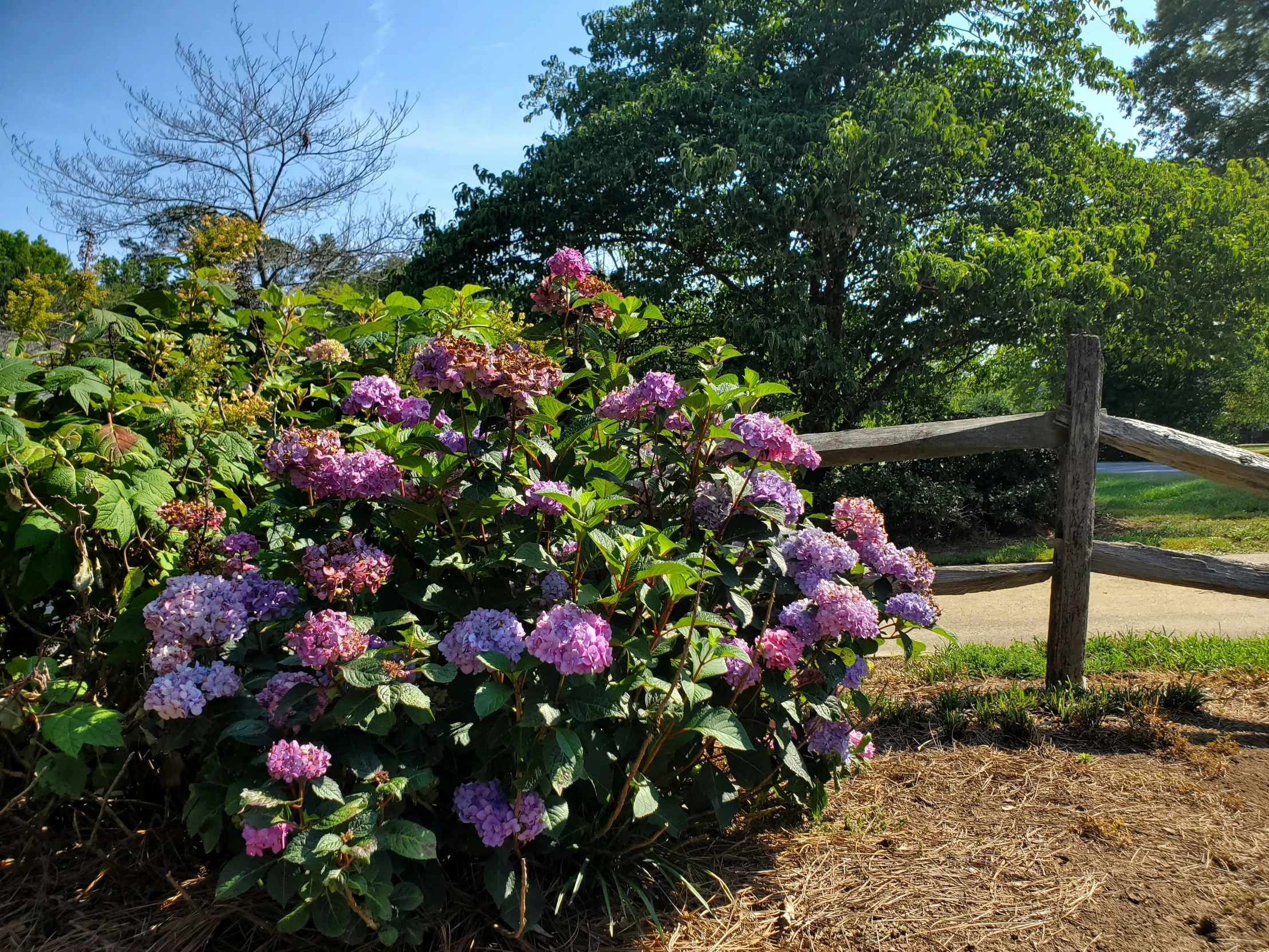 beautiful lilacs on the side of a dirt road