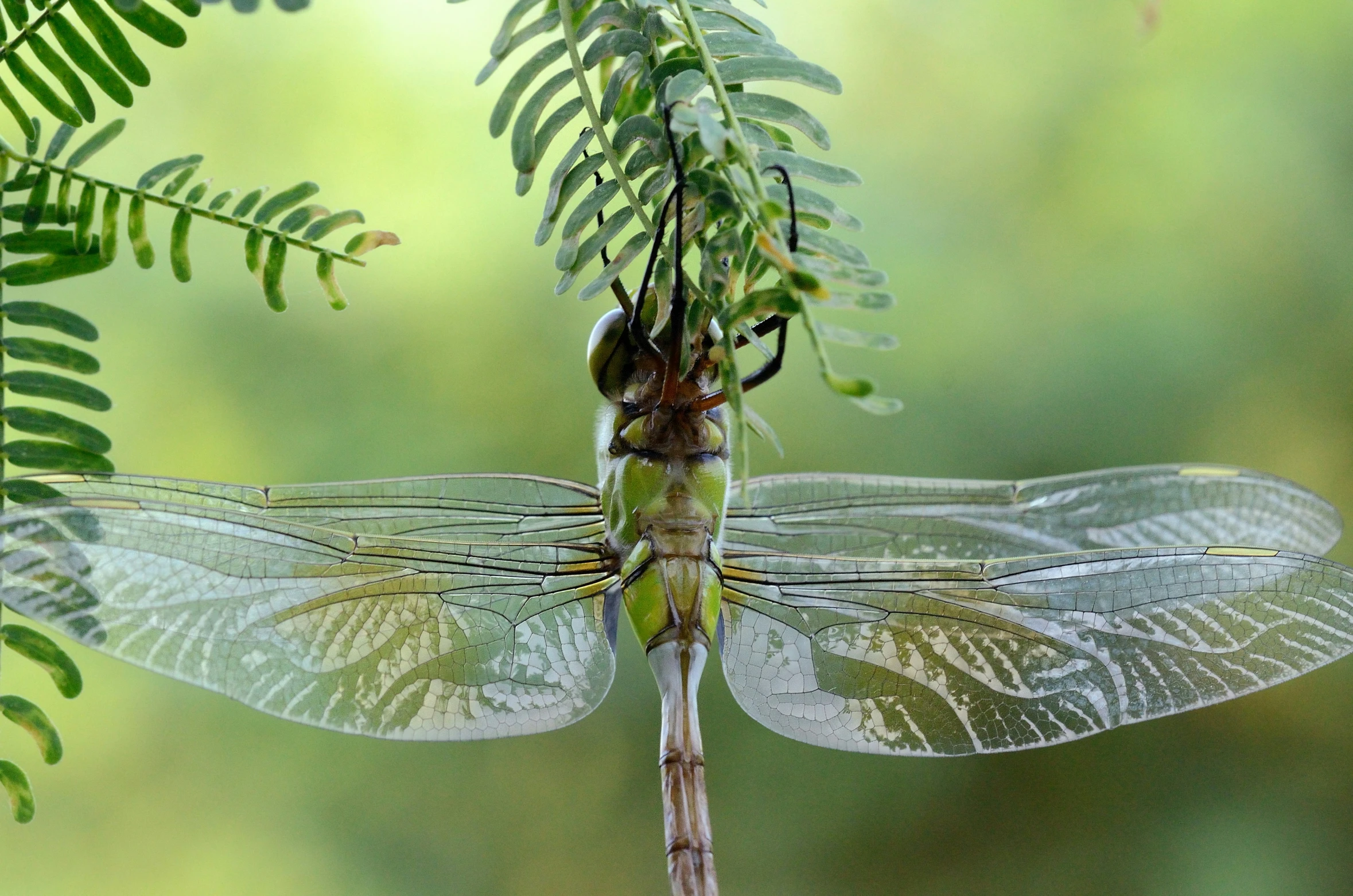 the dragonfly is sitting on top of the plant