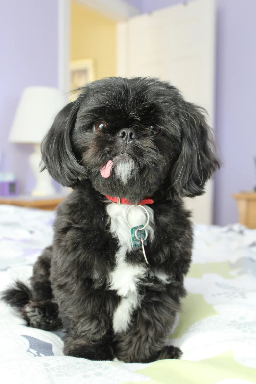 a puppy with tongue hanging out on a bed