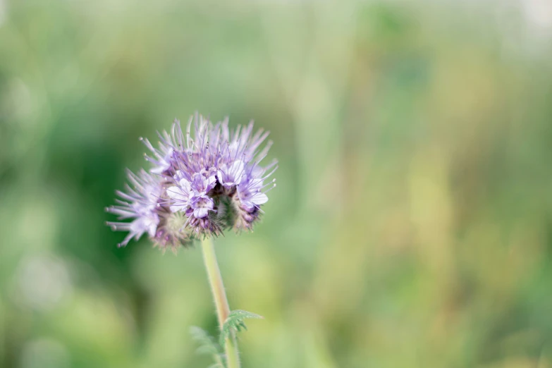 a lone flower that is in the middle of a green field