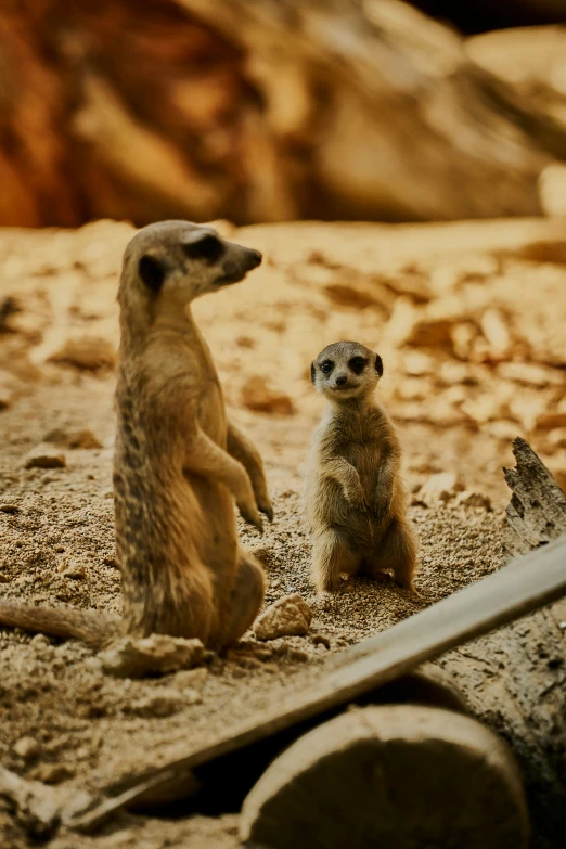 two meerkats on dirt ground looking around