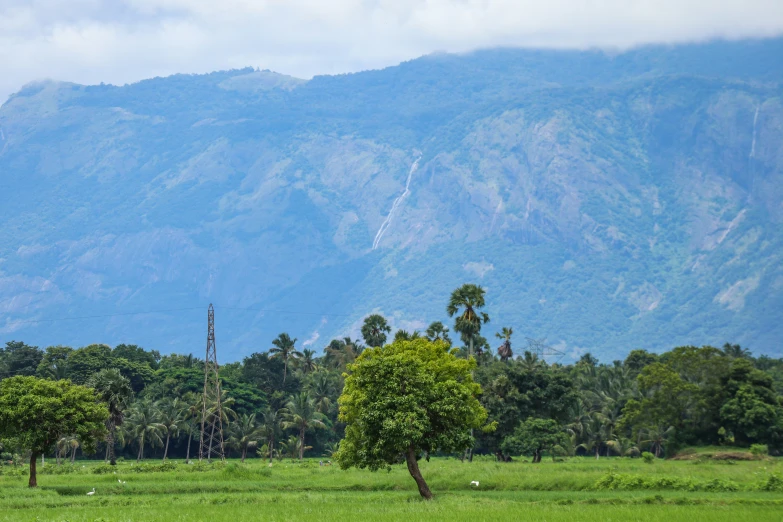 two trees in a large open area in front of mountains