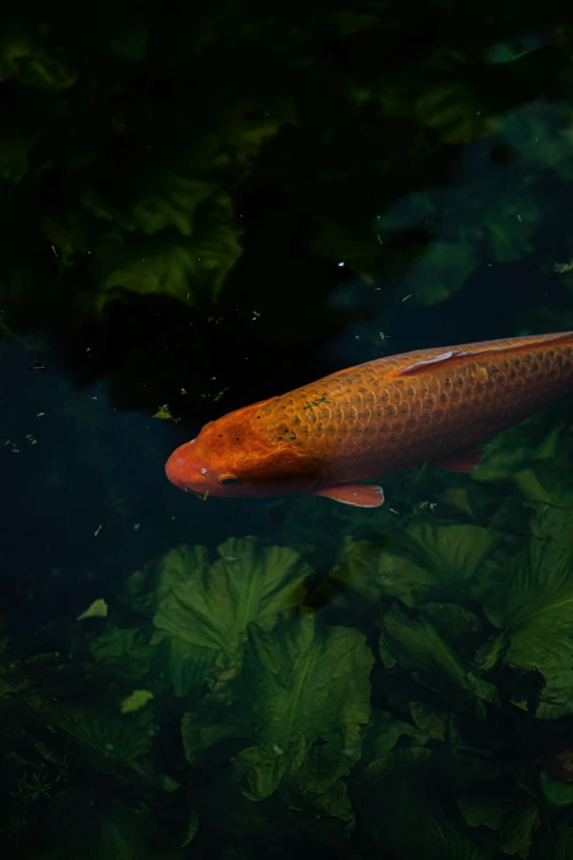 an orange fish swimming in the water