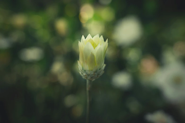 a white flower with bright green petals in the background