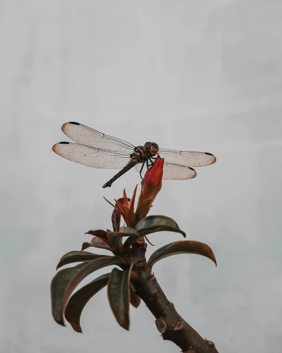 two dragonflies that are sitting on top of a tree