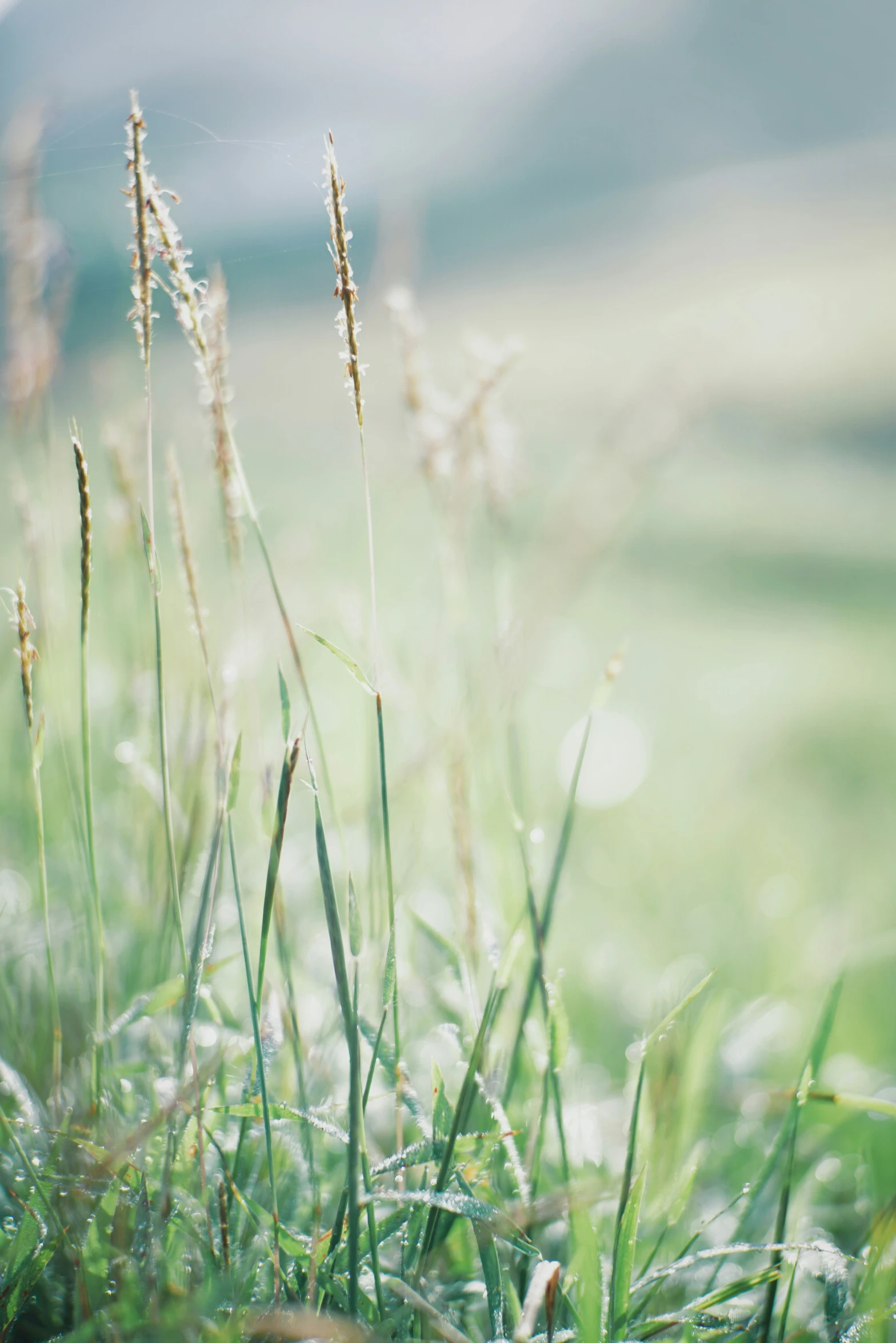 the grass in the field is melting with rain