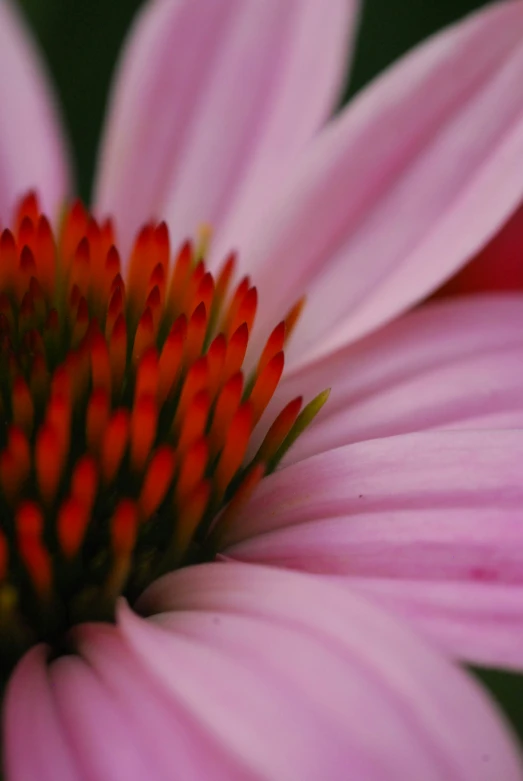 close up view of a pink and red flower