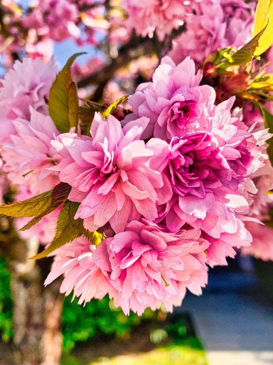 there are some pink flowers growing on this tree