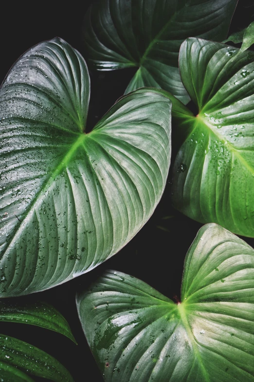 leaves with water droplets are next to each other