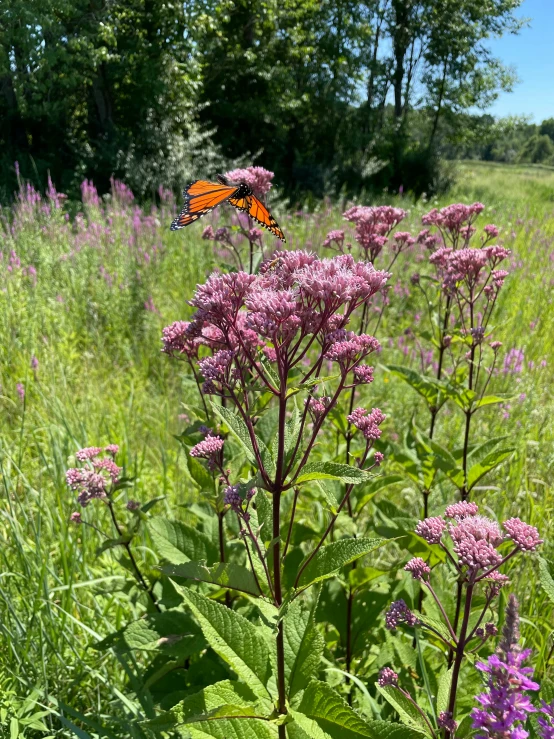 a monarch erfly flying away from some pink flowers