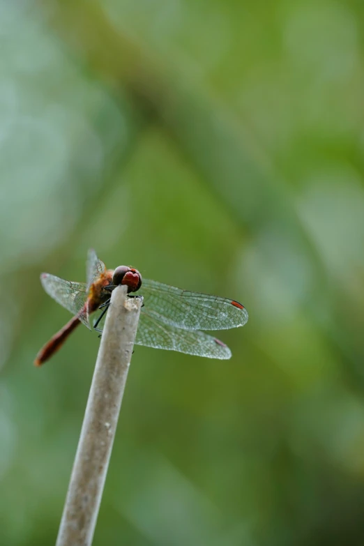 a dragon fly sitting on top of a plant stem