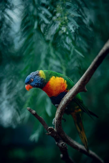 a colorful bird is sitting on a nch