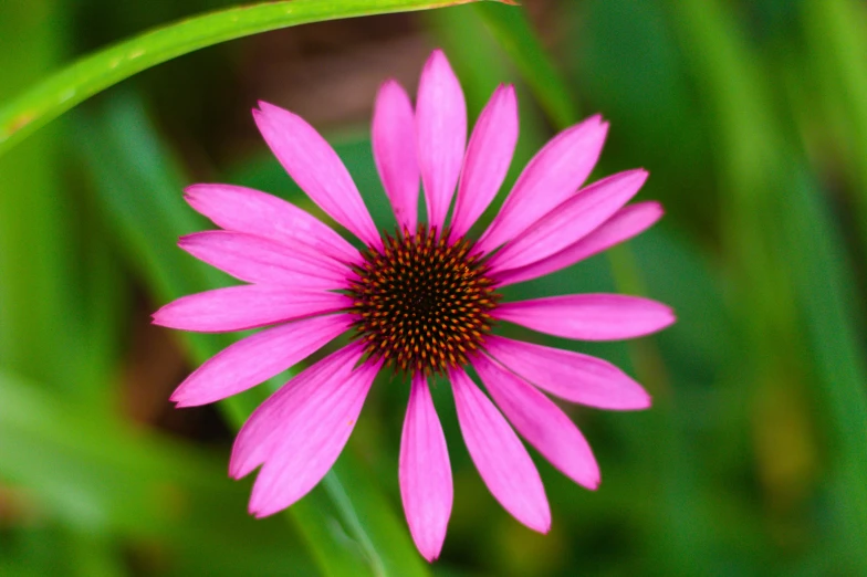 a close up view of a pink daisy flower