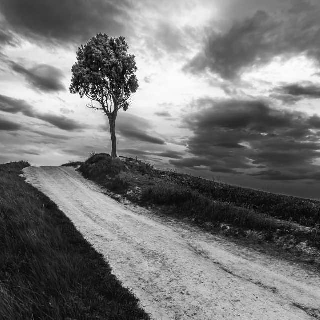 a black and white image of a dirt road with a tree and bushes