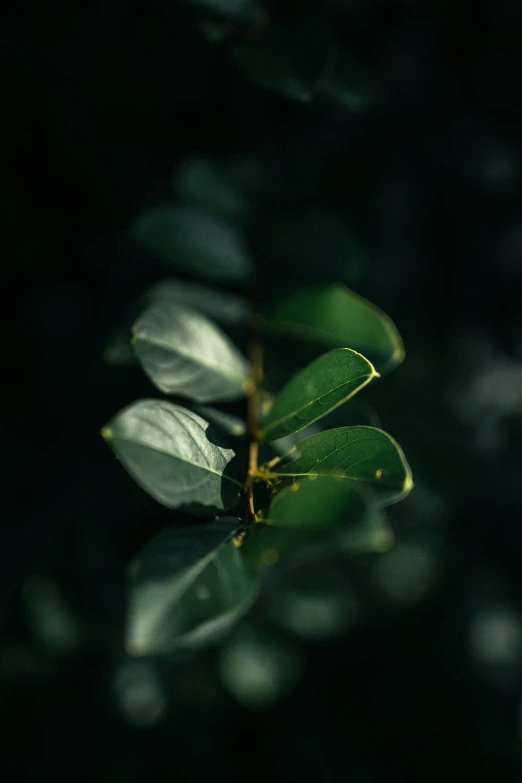 green leaves are shown on the top of a nch