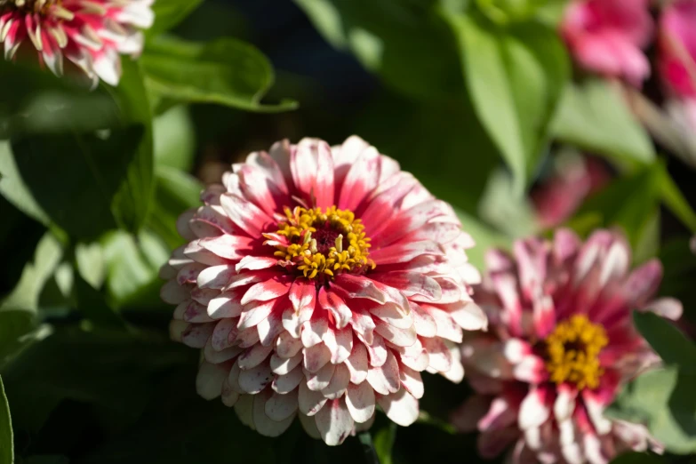 there are many pink and white flowers in the garden
