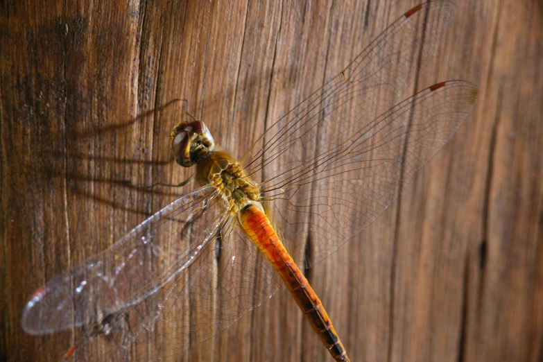 a dragonfly is resting on a wooden wall