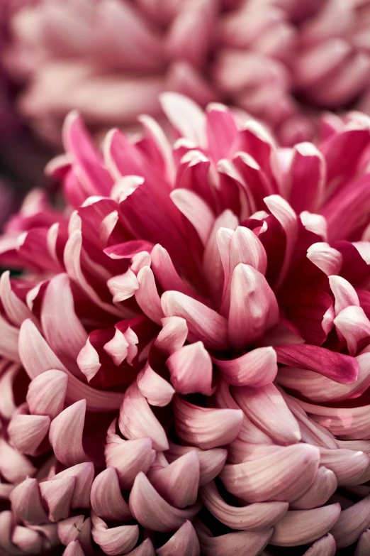 a close up s of some flowers with purple petals