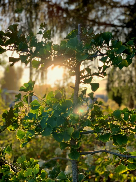 a bunch of leaves in a tree near the sunlight