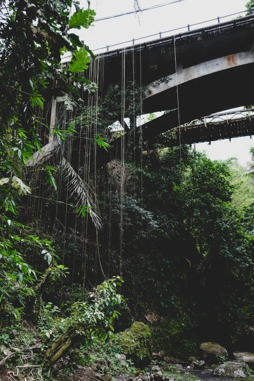 a green train traveling over a bridge in a jungle