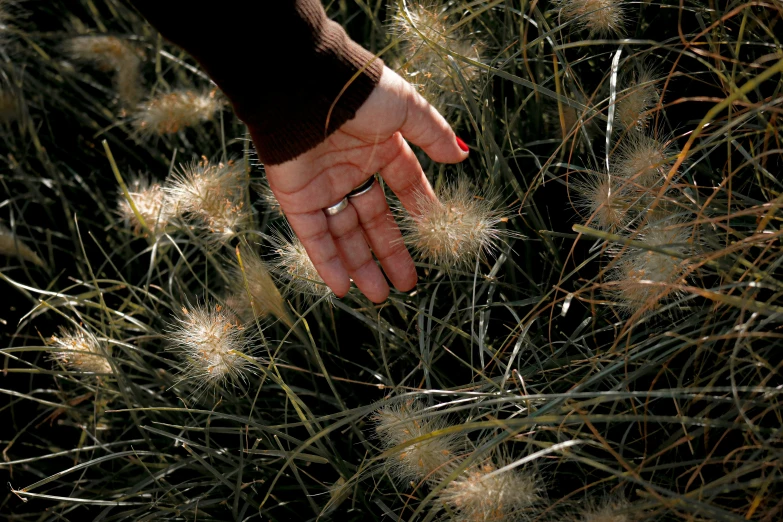 a person holds their hand towards the tall grasses