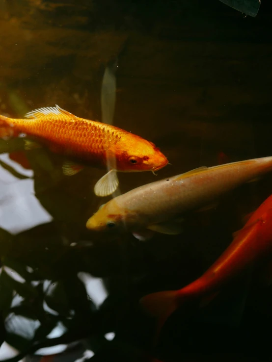 a group of fish floating in the middle of some water