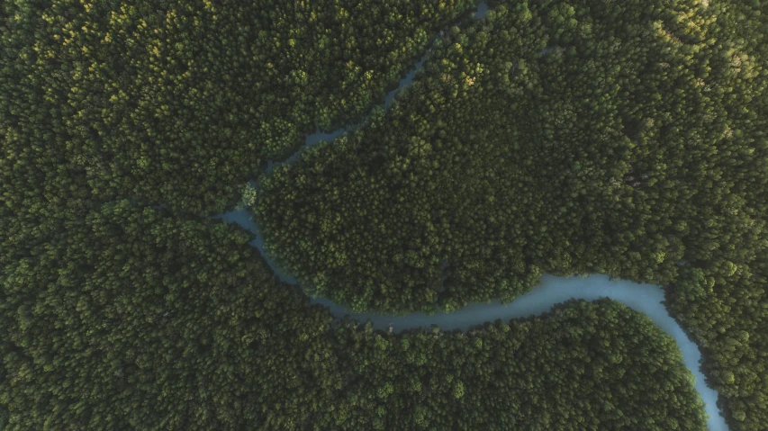 river running through center of forested area near trees