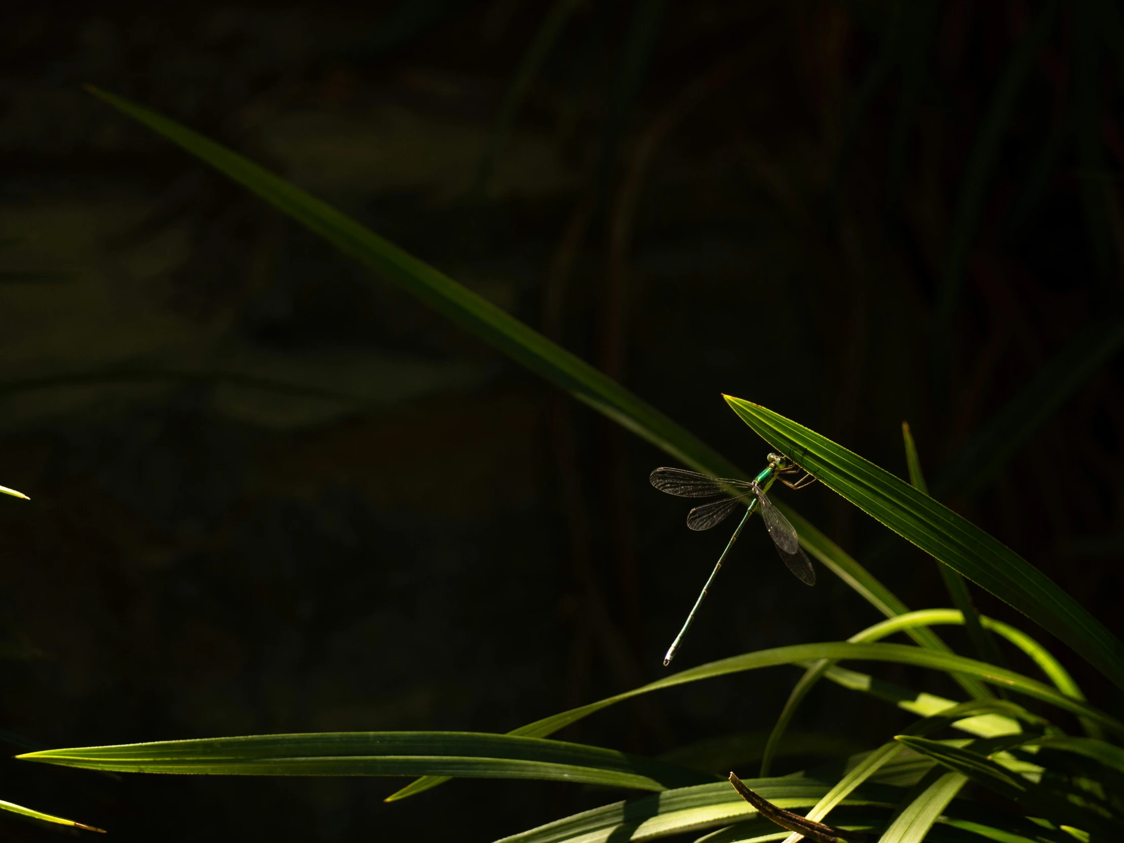 a bug that is perched on some green leaves