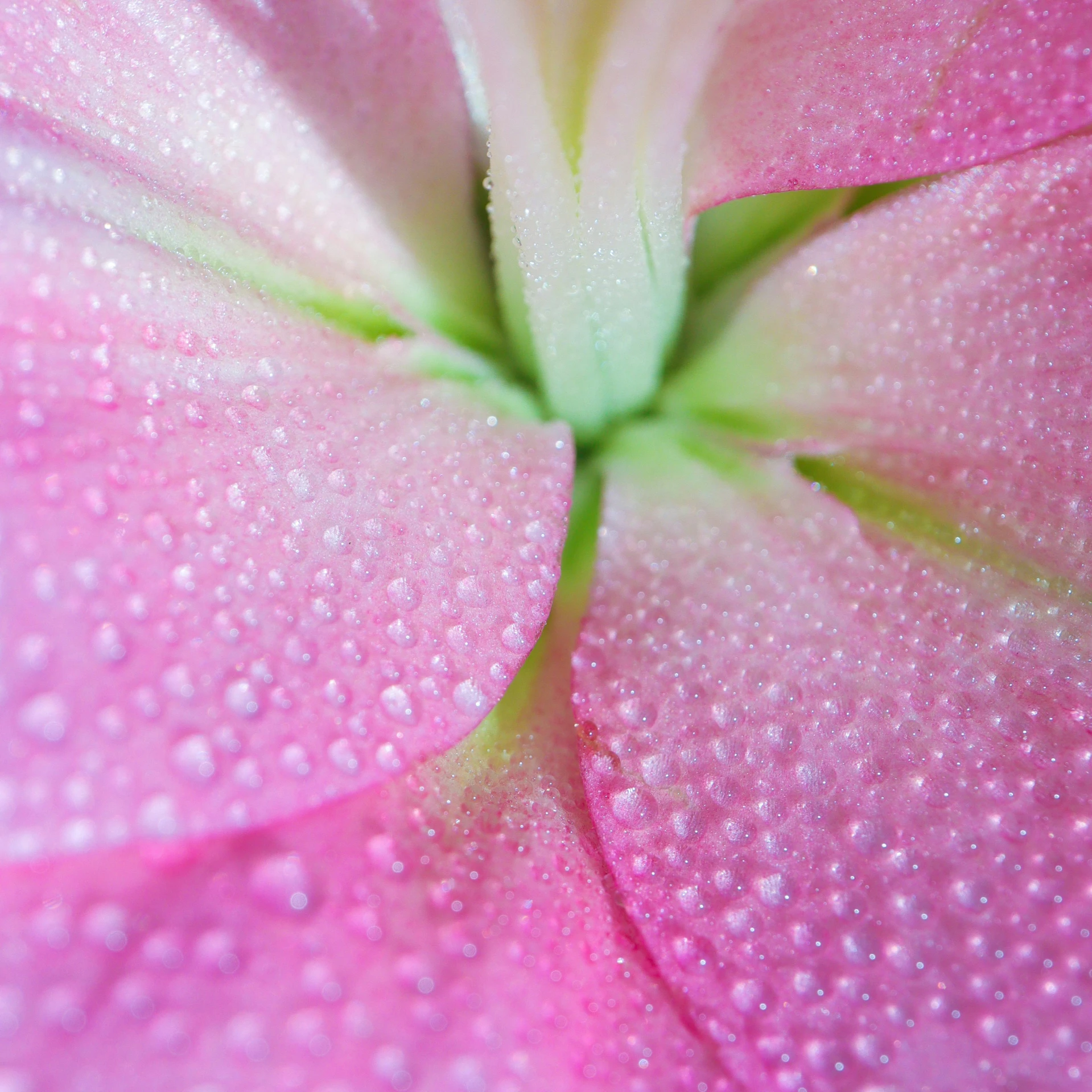 a pink flower with droplets on its petals