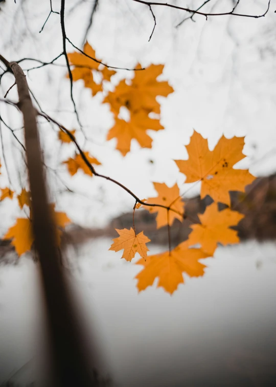 a nch with yellow leaves hanging from it