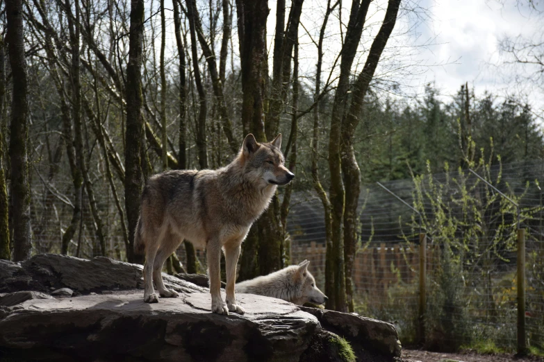 two animals standing next to each other in a forest