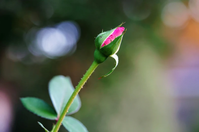 a single flower bud of a rose on a stem