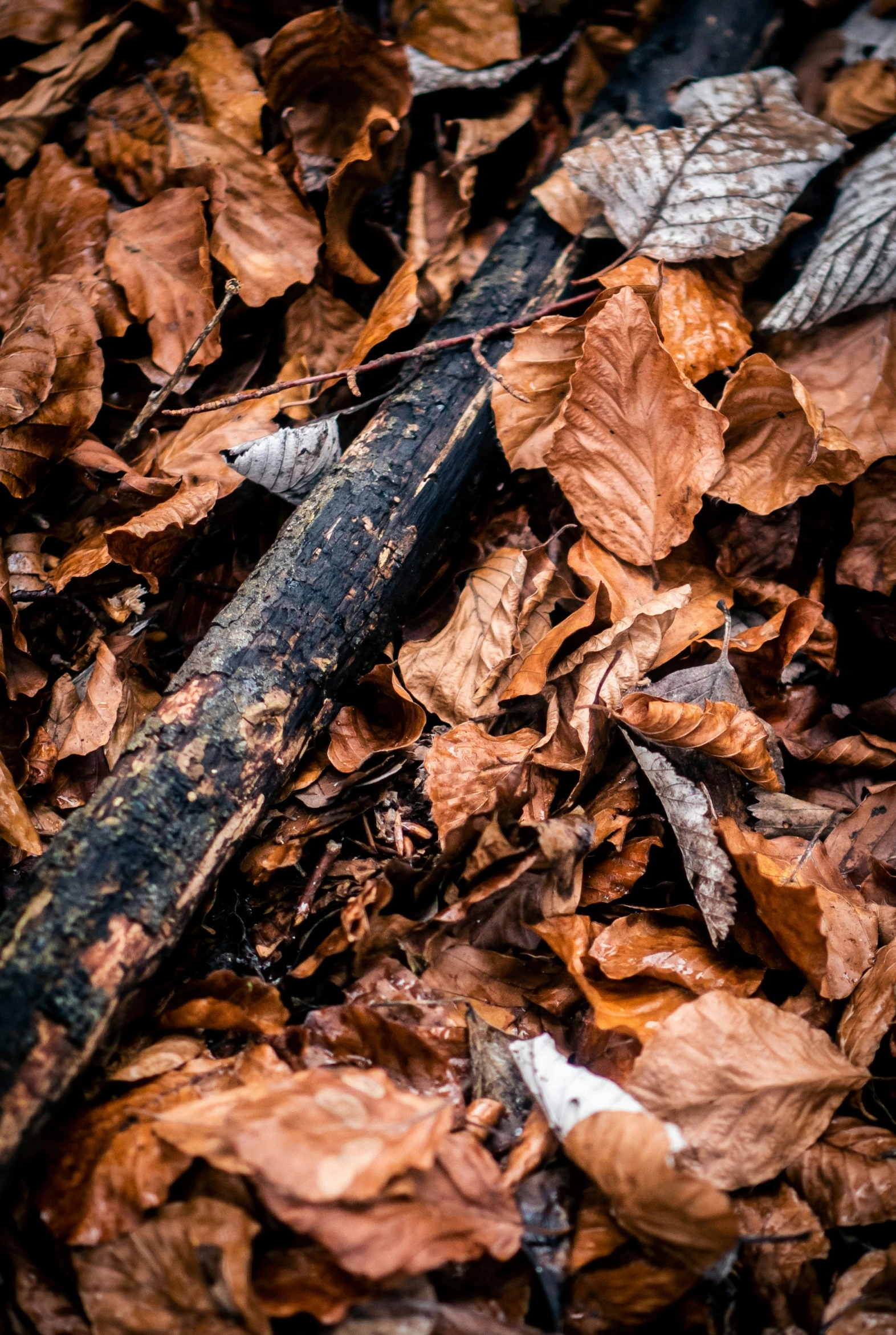 an old broken metal pipe and some fallen leaves